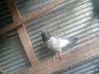 Pakistan .teddy.mael