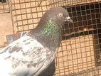 Pigeon