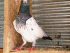 Pakistan Tedi Chambiyen Pigeon