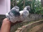 Pakistan Timer Pigeon