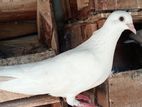 Pakistan Timing Pigeon