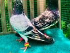 Pakistan Pigeons