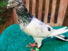 Pakistani Pigeons