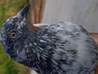 Pakistani Timing Pigeon