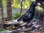 Pakistan Pigeons