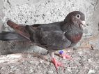 Pakisthan Holland Pigeon