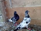 Pakistan Pigeons