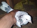 Pigeon