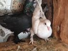 Pigeons