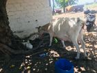 Farm Cow