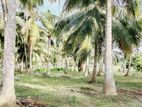 Pallama Coconut Land for Sale ( RLS - 714 )