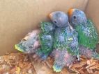 Palm Head Parrot Chicks