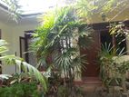 Palm Plant