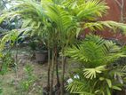 Palm Plants