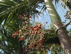 Palm plants