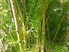 Palm Plants (Areca Palm)