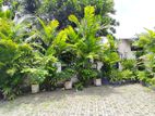 Palm Trees (Golden Cane Palm, Green Kentia Palm)