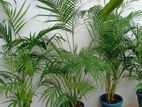 Palms Plants