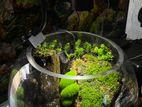 Paludarium Tank