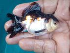 Panda Appachi Gold Fish