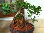 Bonsai Plant