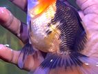 Panda Gold Fish