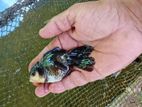 Panda Gold Fish