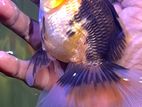 Oranda Goldfish