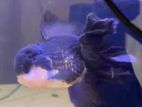 Gold Fish breeders