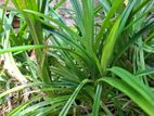 Pandan (රම්පේ)Baby Shoots