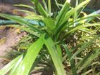 Pandanus amaryllifolius