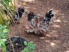 Bantam Chicken