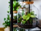 Pandora Terrarium