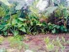 Pannipitiya land for sale