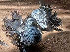 Fantail Pigeon