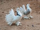Pigeons