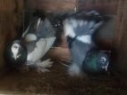 Fantail Pigeon