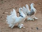 Pantel Pigeon