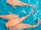 Red Tail Catfish