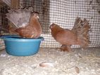 Pantil Egg Pair