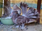 pantil young pair