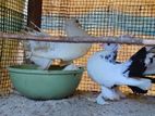 Pigeon