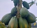 Papaya