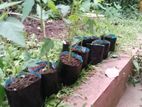 papaya plants