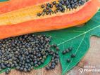 Papaya Seeds/පැපොල් ඇට