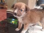 Lion Pomeranian Puppy