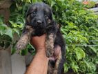 German Shepherd Puppies