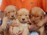 Golden Retriever Puppies