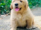 Golden Retriever Puppies