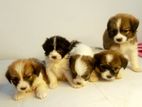 Shitzu Puppies